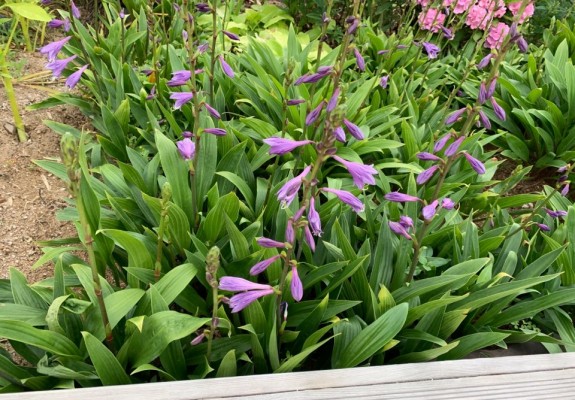 2020.07.18_비비추