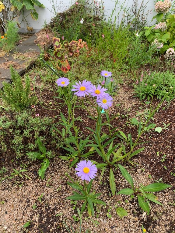 2020.07.18_벌개미취