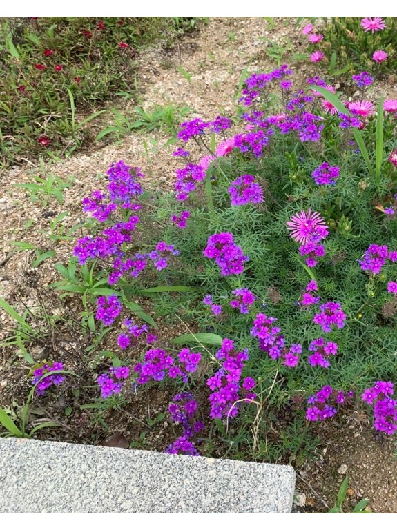 2020.07.18 꽃잔디