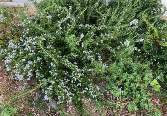 로즈마리(허브)