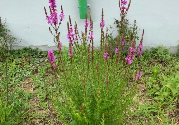 2020.07.18_털부처꽃