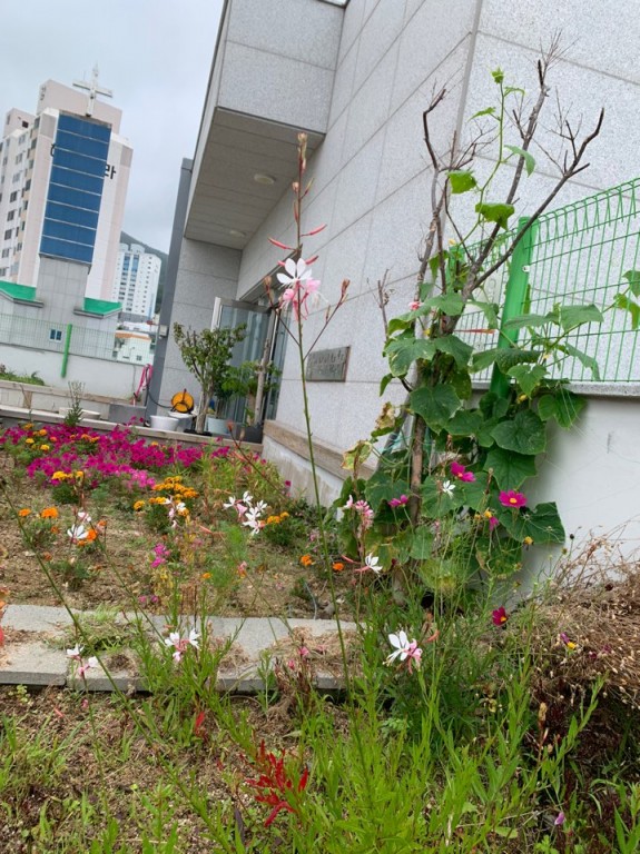 2020.07.18 바늘꽃 (전체모습)