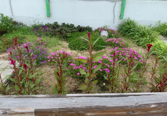 20200718_맨드라미