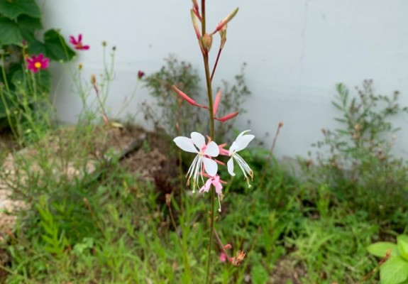 2020.07.18 바늘꽃